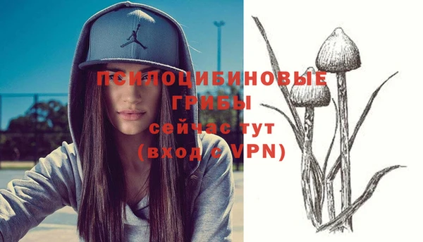 стаф Верея